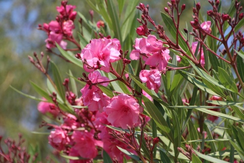 oleander-1348117_1280