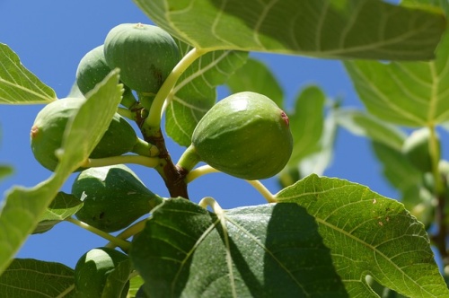 fig-tree-1658686_640