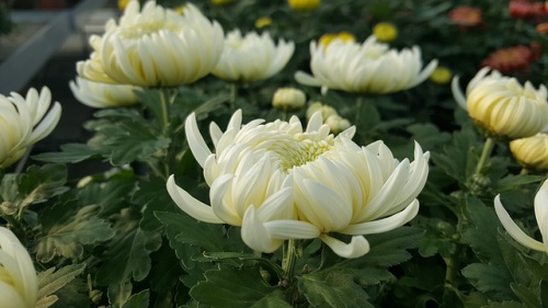 chrysanthemum-1022166_640