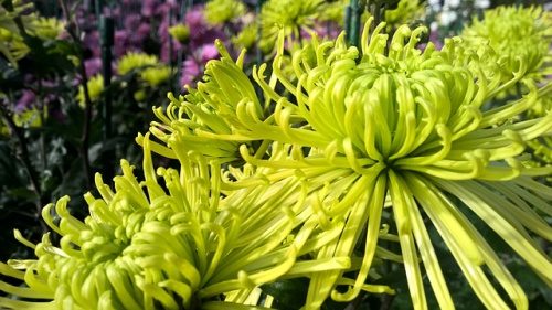 chrysanthemum-3605751_640