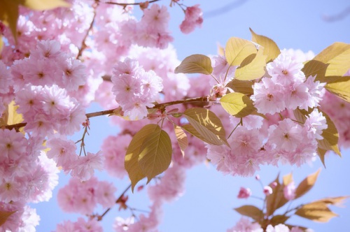 japanese-flowering-cherry-1350221_640