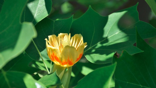 tulipanfa_liriodendron