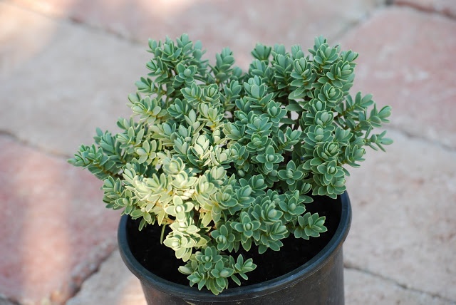 veronikacserje_hebe_galucophylla