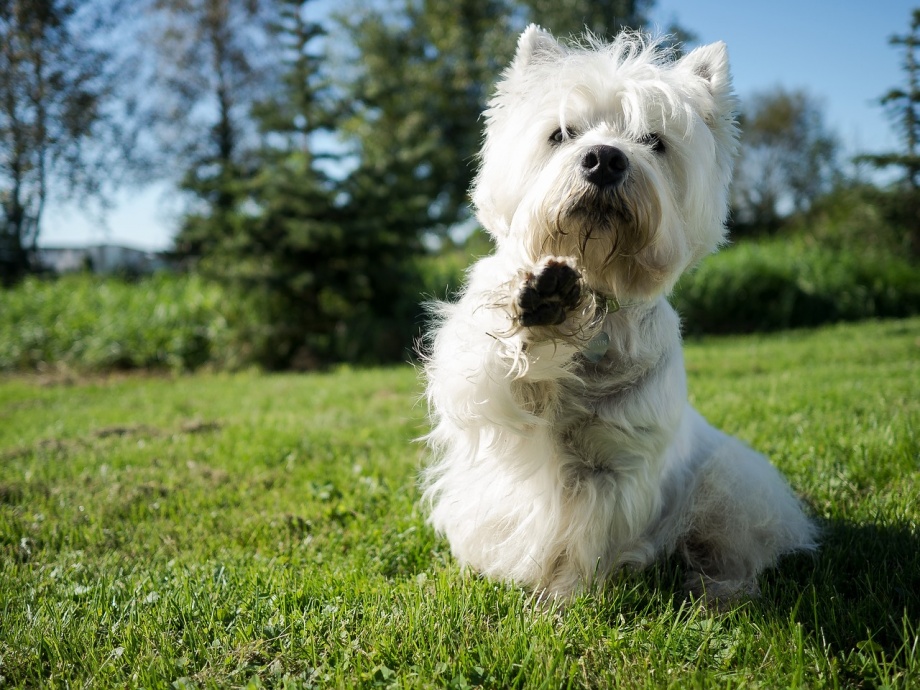 dog-3796865_1280_01 dog-3796865_1280_01