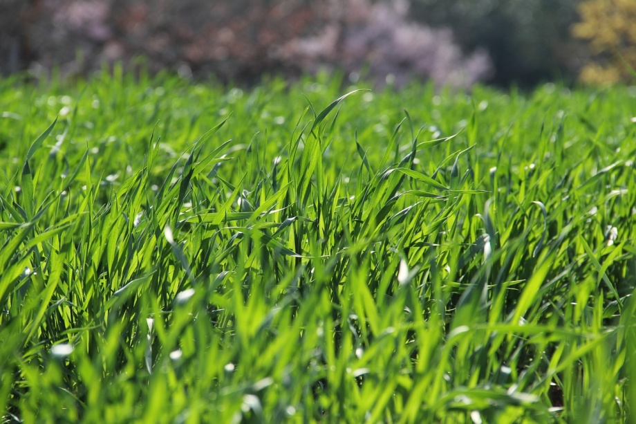 grass-3269760_1280 grass-3269760_1280