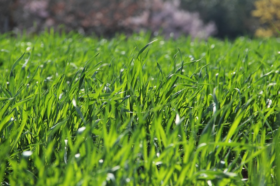 grass-3269760_1280