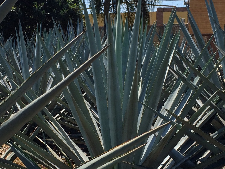 blue-agave-677322_1280