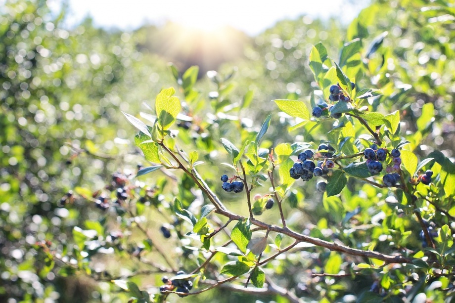 blueberries-1576403_1280 blueberries-1576403_1280