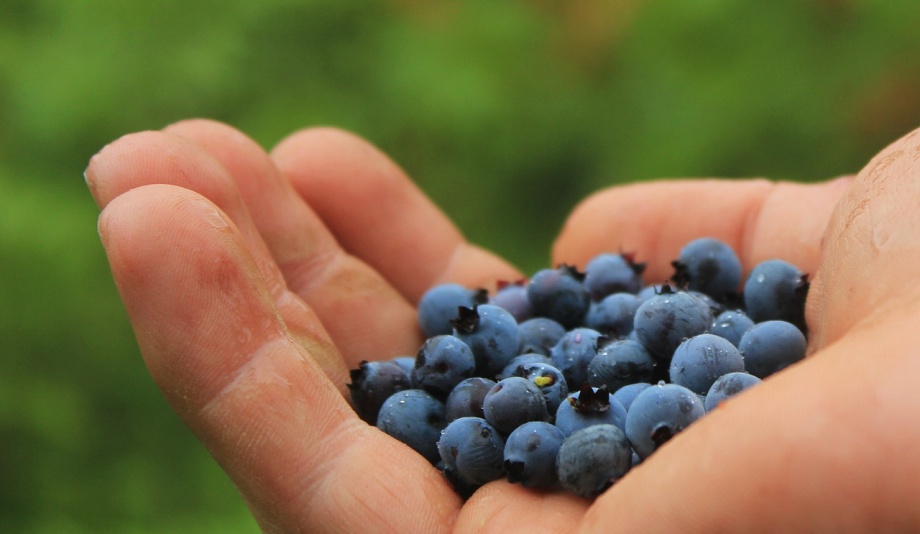 blueberries-801571_1280