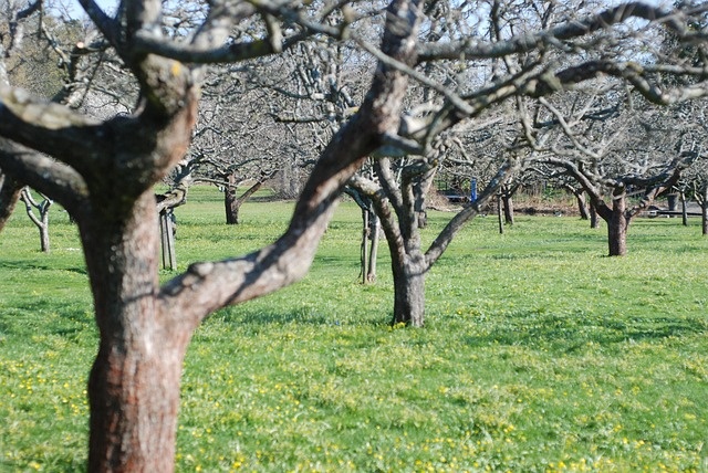 orchard-465554_640