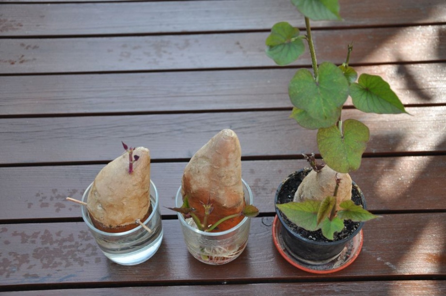 batata_hajtatas1 batata_hajtatas1