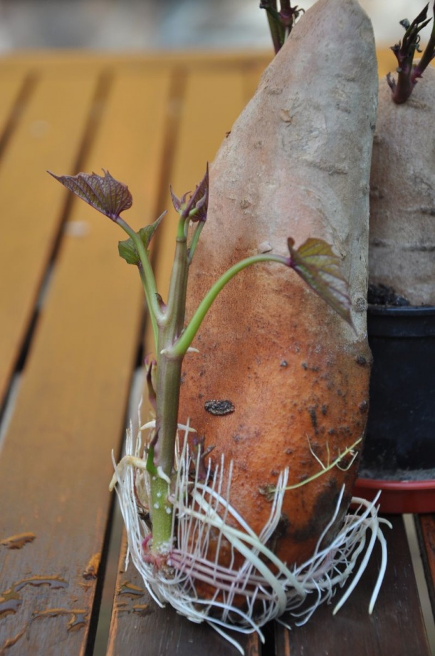 batata_hajtatas_gyokeres batata_hajtatas_gyokeres