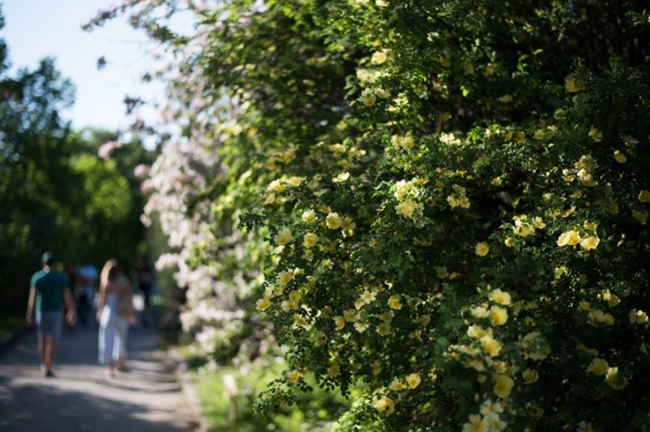 tavaszkert_disznoveny_kiallitas_arboretum