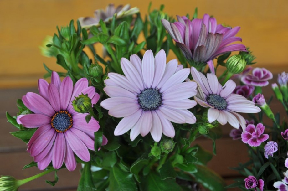 cseppecske_virag_osteospermum