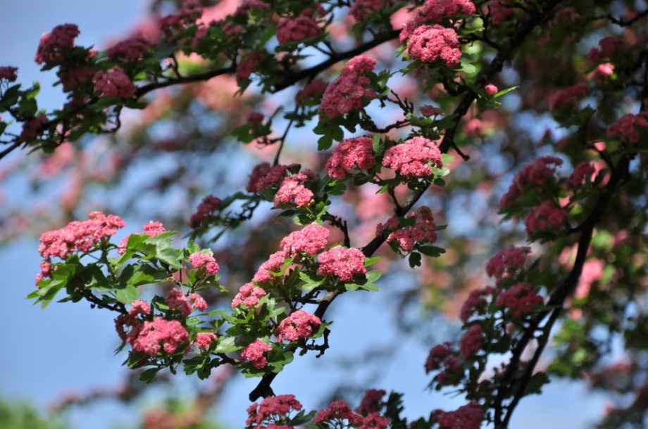 galagonya_crataegus_laevigata