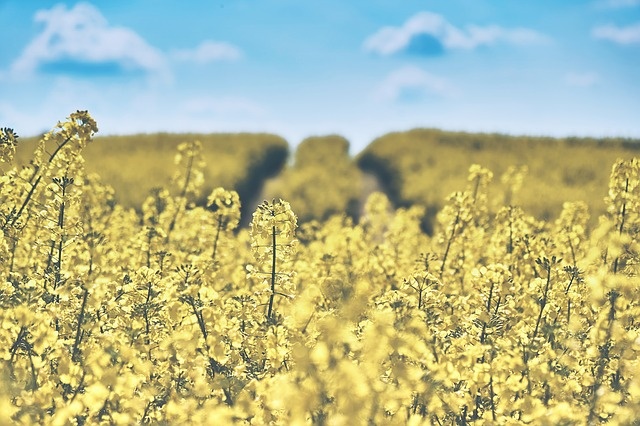 field-of-rapeseeds-1433380_640