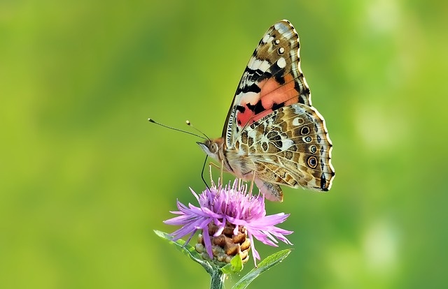 vanessa-cardui-1490989_640