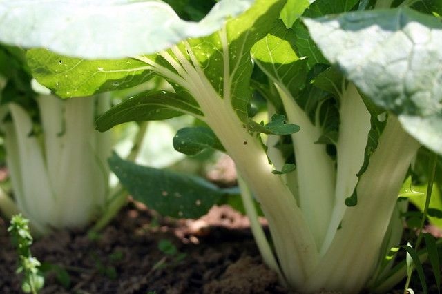 pak_choi_bordaskel