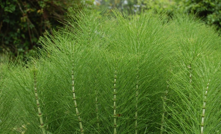mezei_zsurlo_equisetum_arvense_01 mezei_zsurlo_equisetum_arvense_01