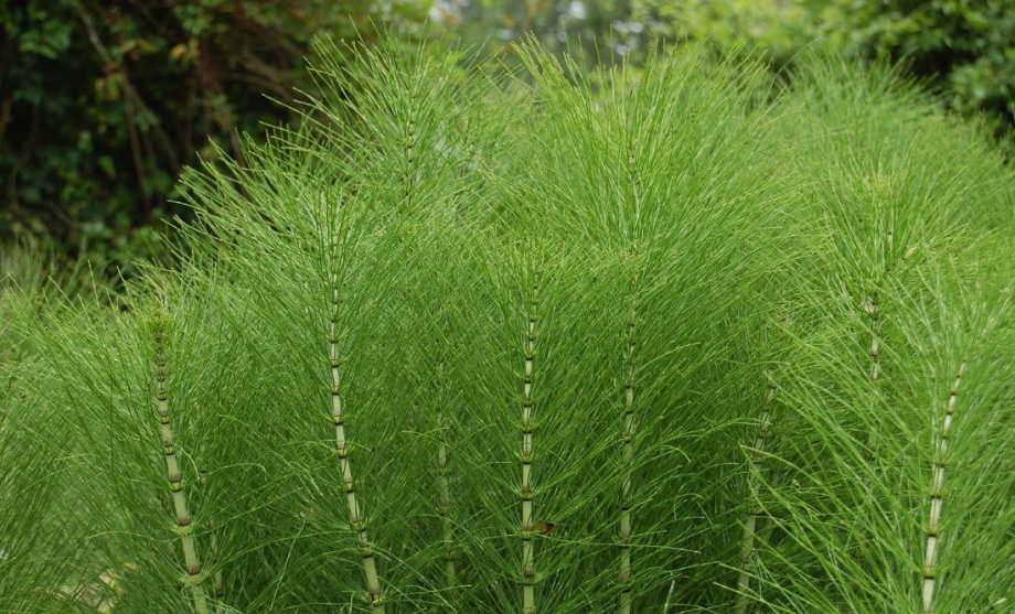 mezei_zsurlo_equisetum_arvense_01