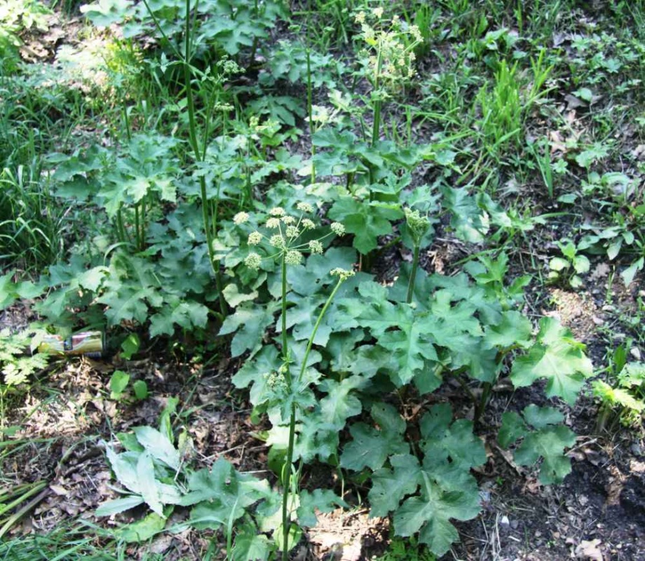 veszelyes_ernyosviragzatuak_kozonseges_medvetalp veszelyes_ernyosviragzatuak_kozonseges_medvetalp
