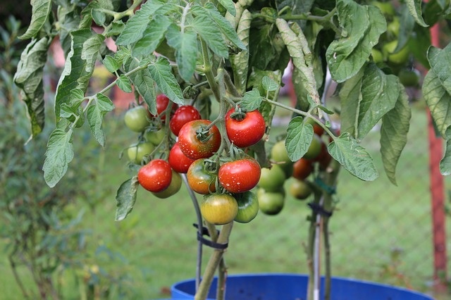 tomatoes-2530823_640