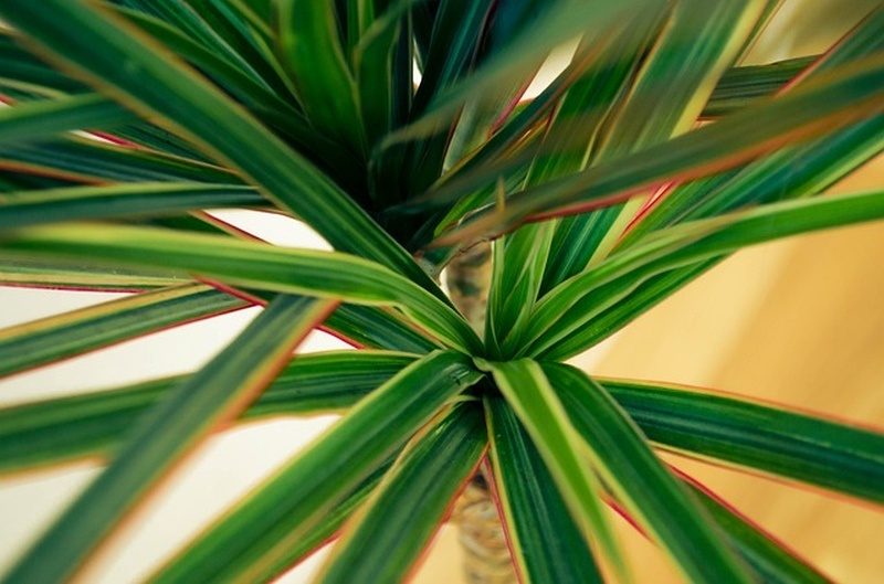 dracena_szobanoveny