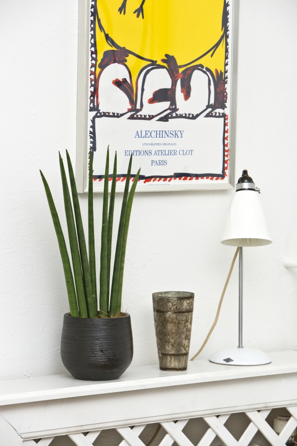 sansevieria_27_2013