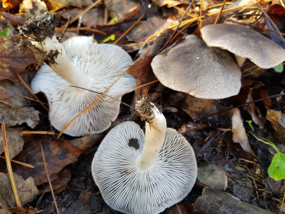 megszabadulni a gomba köröm láb kezelés