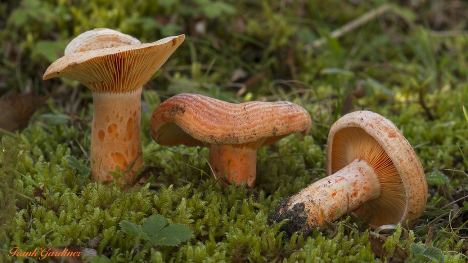 Amit a vadon termıő gombákról tudni érdemes - Nébih