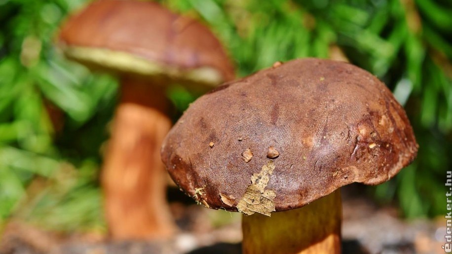 leggyakoribb ehető gombák férgek gyermekek képei