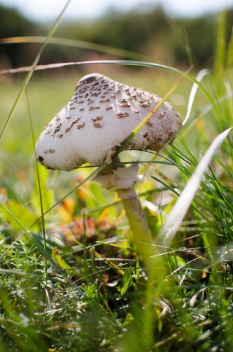 macrolepiota-procera-4125304_640