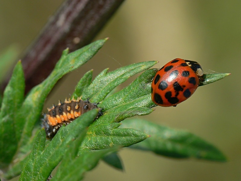 harlekinkatica_larva