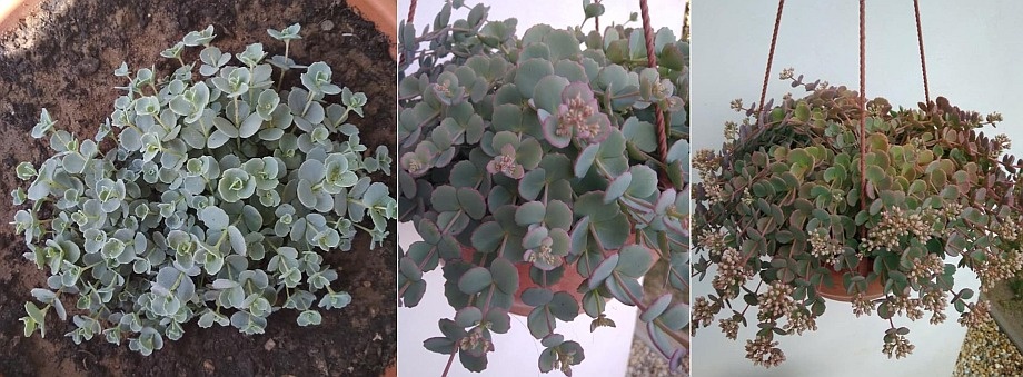 oktoberke_sedum_fejlodese oktoberke_sedum_fejlodese