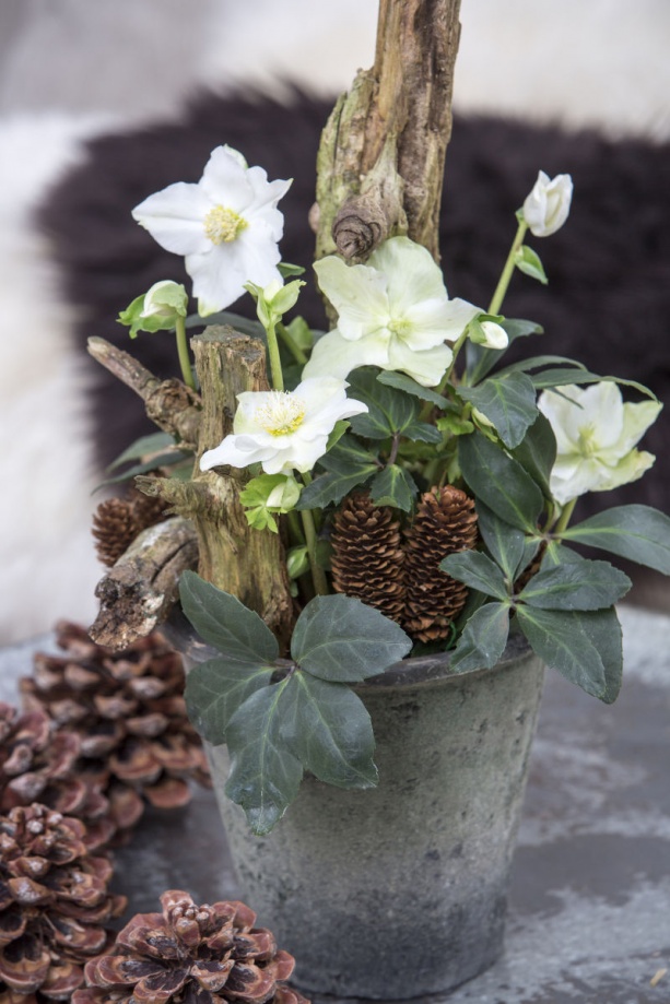 fekete_hunyor_helleborus fekete_hunyor_helleborus