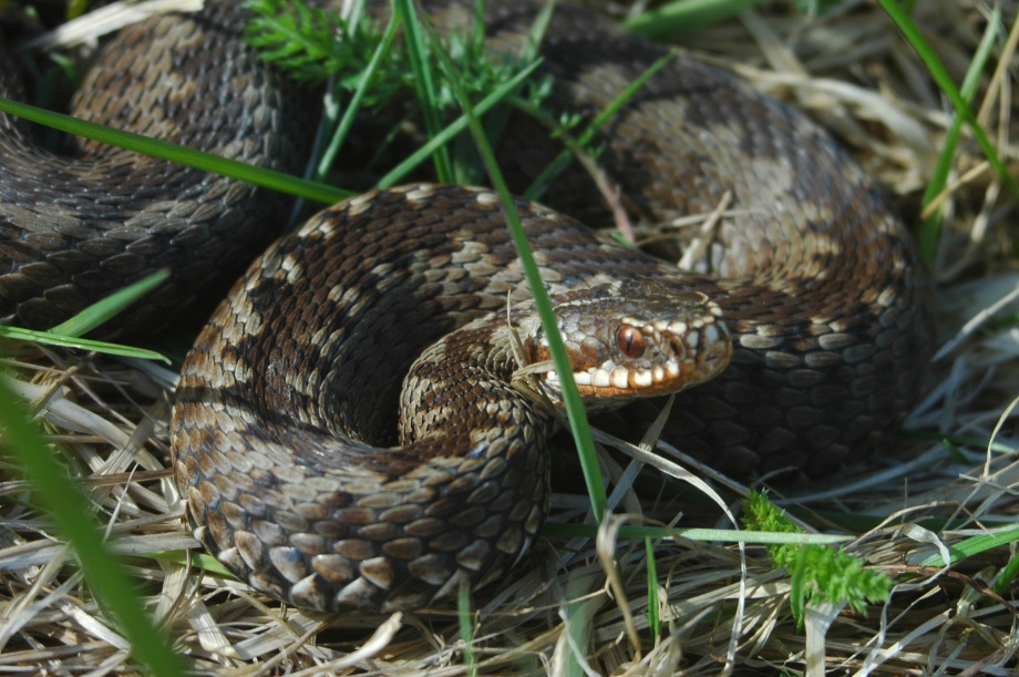 keresztes_vipera