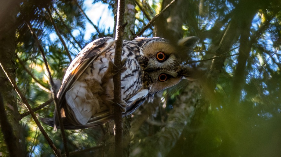 long-eared-owl-2118554_1280