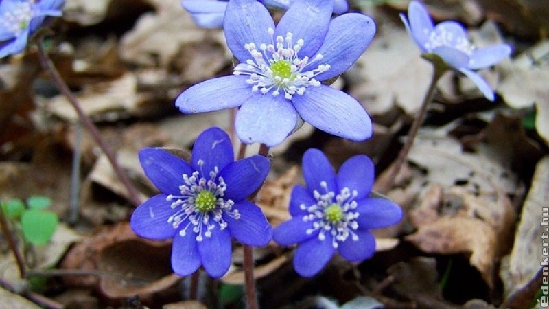 majvirag_hepatica