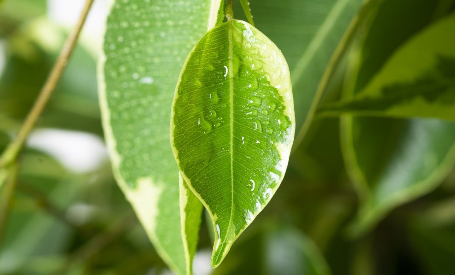 ficus levelek ízületi fájdalom)