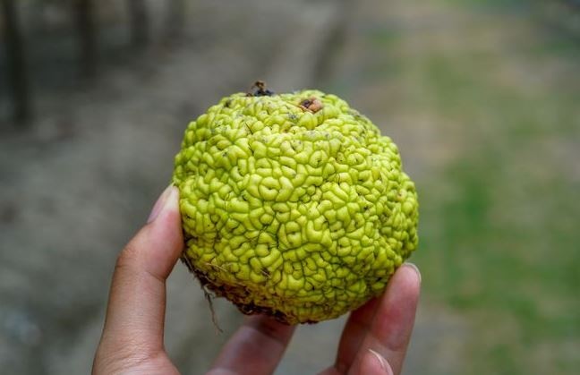 narancseper_termese_maclura_pomifera