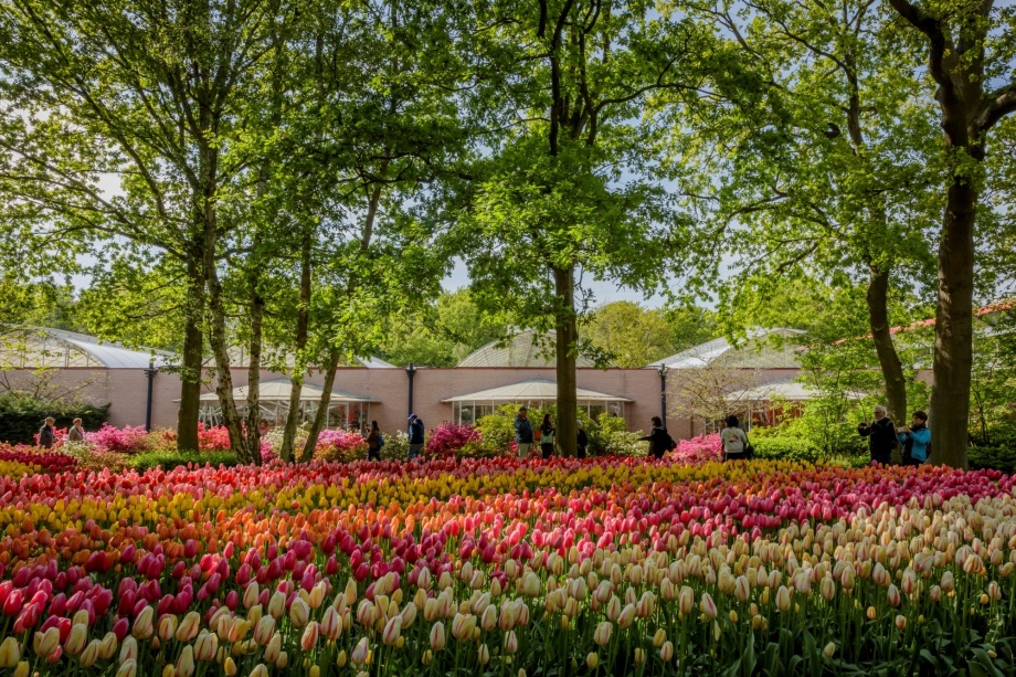 keukenhof1