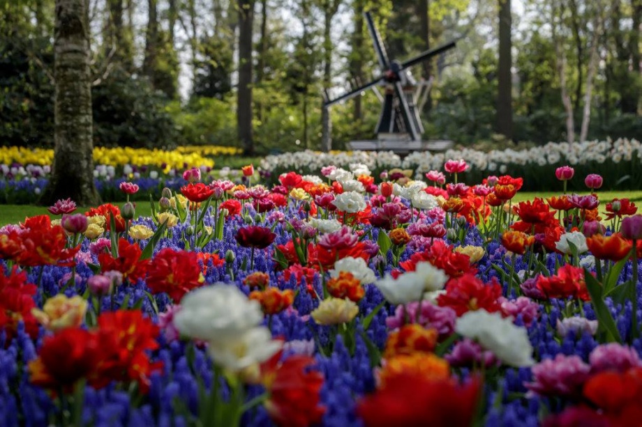 keukenhof3