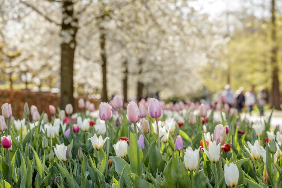 keukenhof6