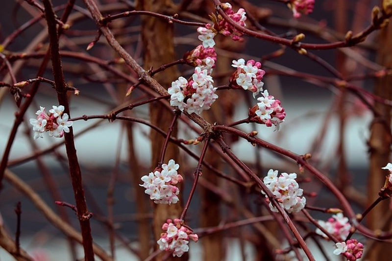 kikeleti_bangita_viburnum_virag