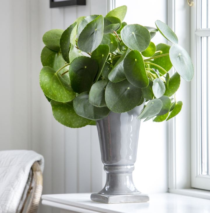 penzlevelu_pilea