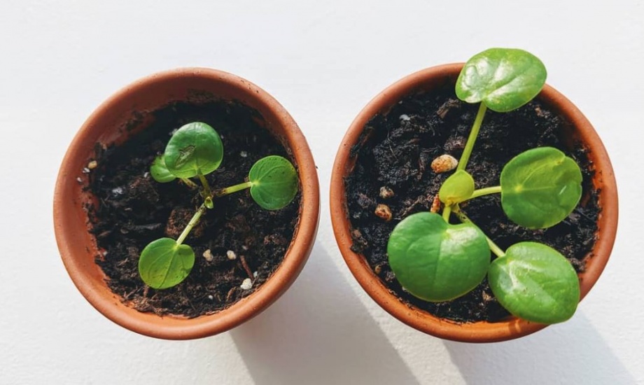 pilea_szaporitasa