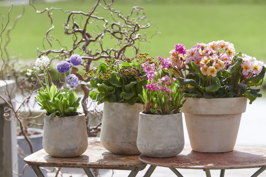 primula_tavaszi_viragok primula_tavaszi_viragok