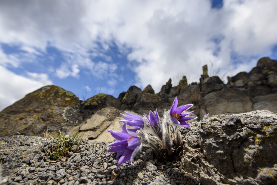 leanykokorcsin_pulsatilla_grandis