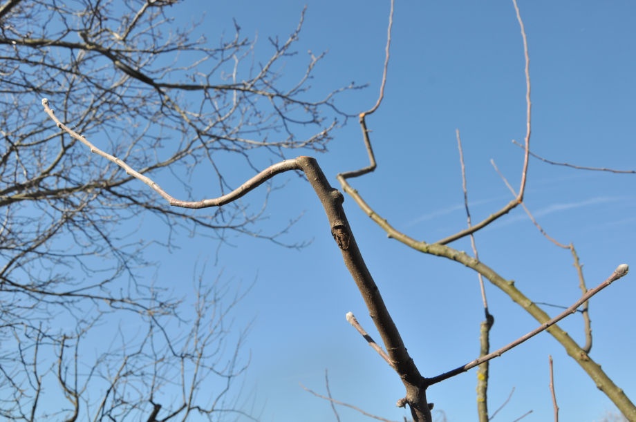 alma_metszes_termovesszo alma_metszes_termovesszo