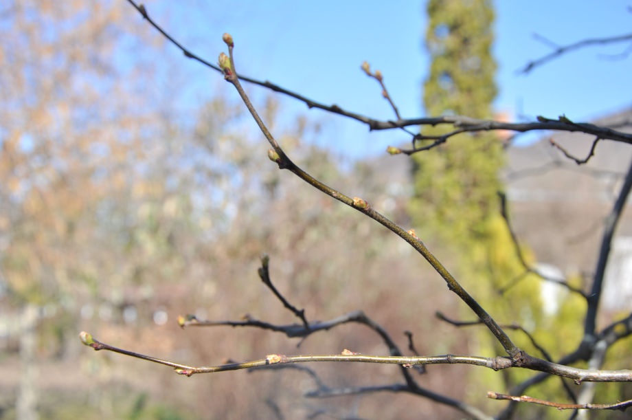 birs_metszes_termovesszo birs_metszes_termovesszo